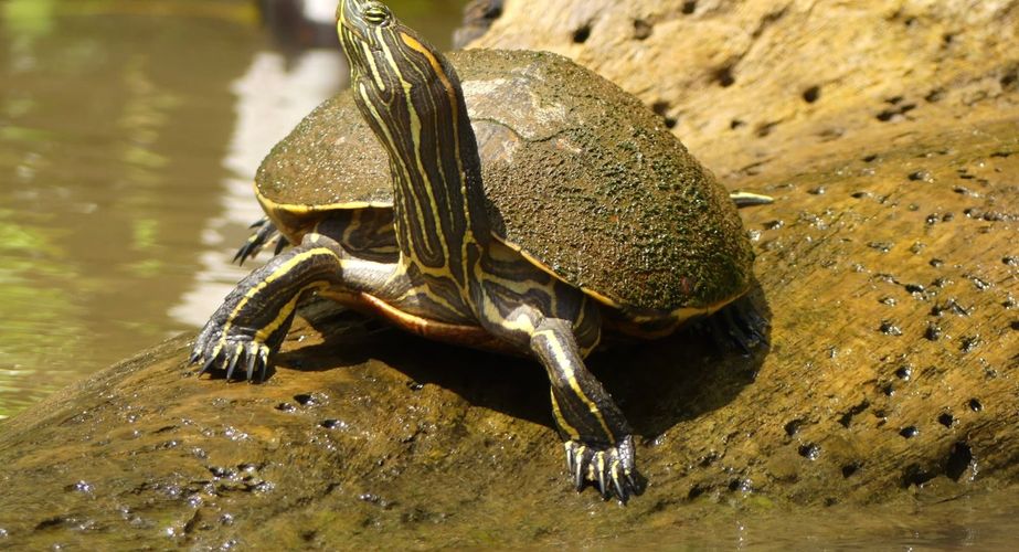 Schildpadje Costa Rica